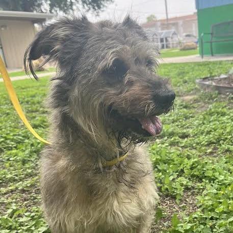 Enlarge Dani, a Adoptable mixed breed in Laredo, TX image 2/2