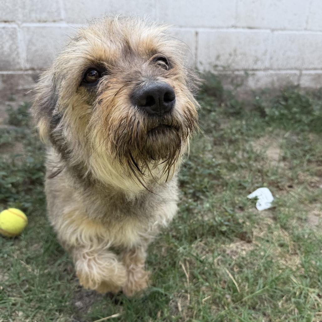 Enlarge Dani, a Adoptable mixed breed in Laredo, TX image 4/4