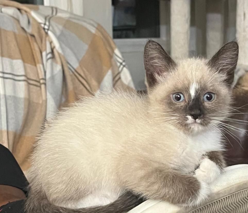 McSteamy, Adopted, Kitten Male Snowshoe.