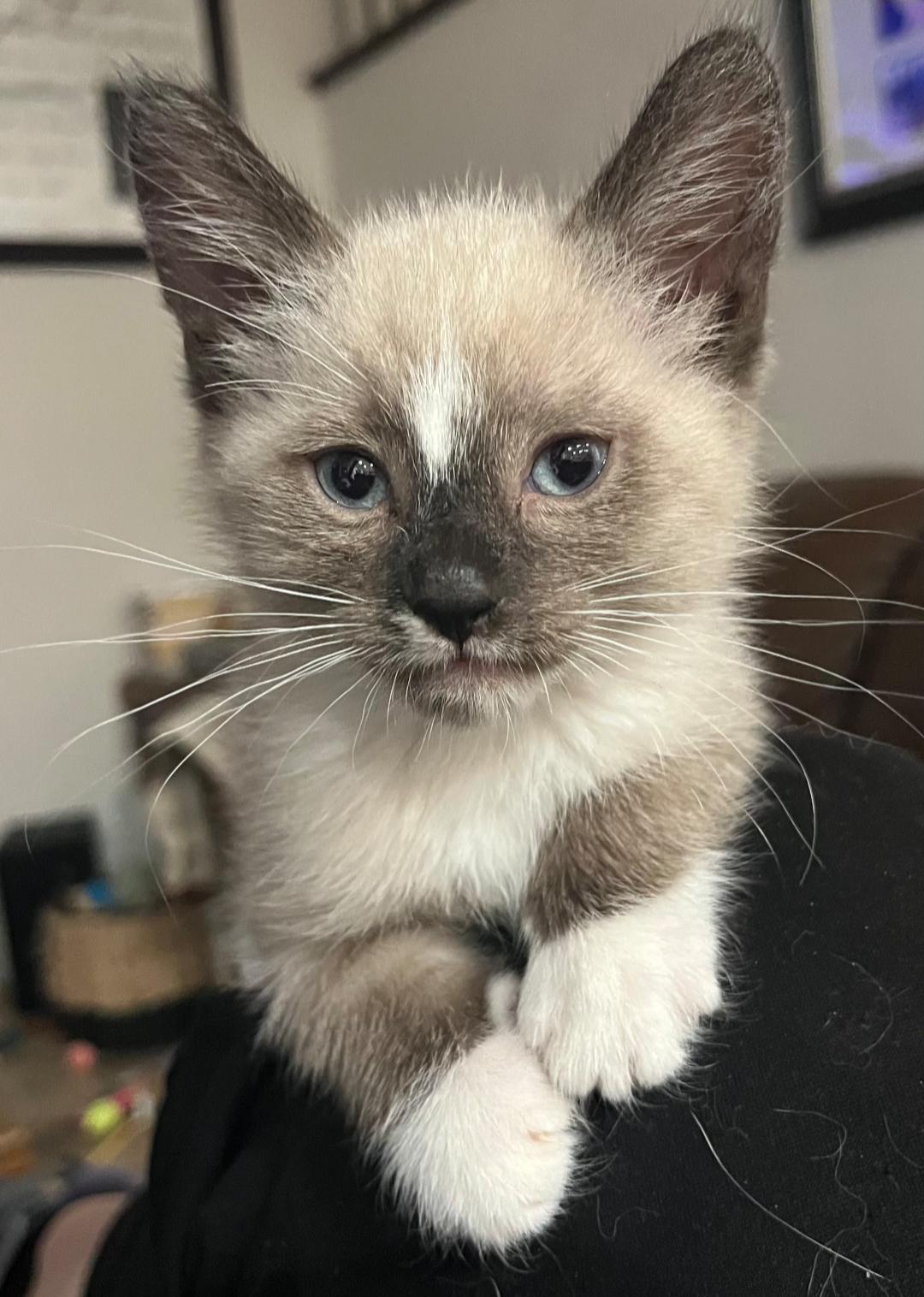 Enlarge McSteamy, a Adopted Snowshoe in San Juan Capistrano, CA image 2/2