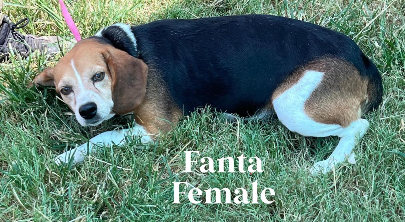 Fanta