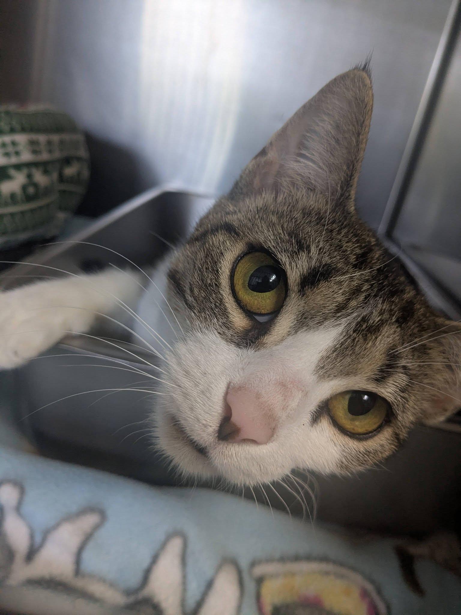 Enlarge Big Mama, a Adoptable Domestic Short Hair in Lock Haven, PA image 3/3
