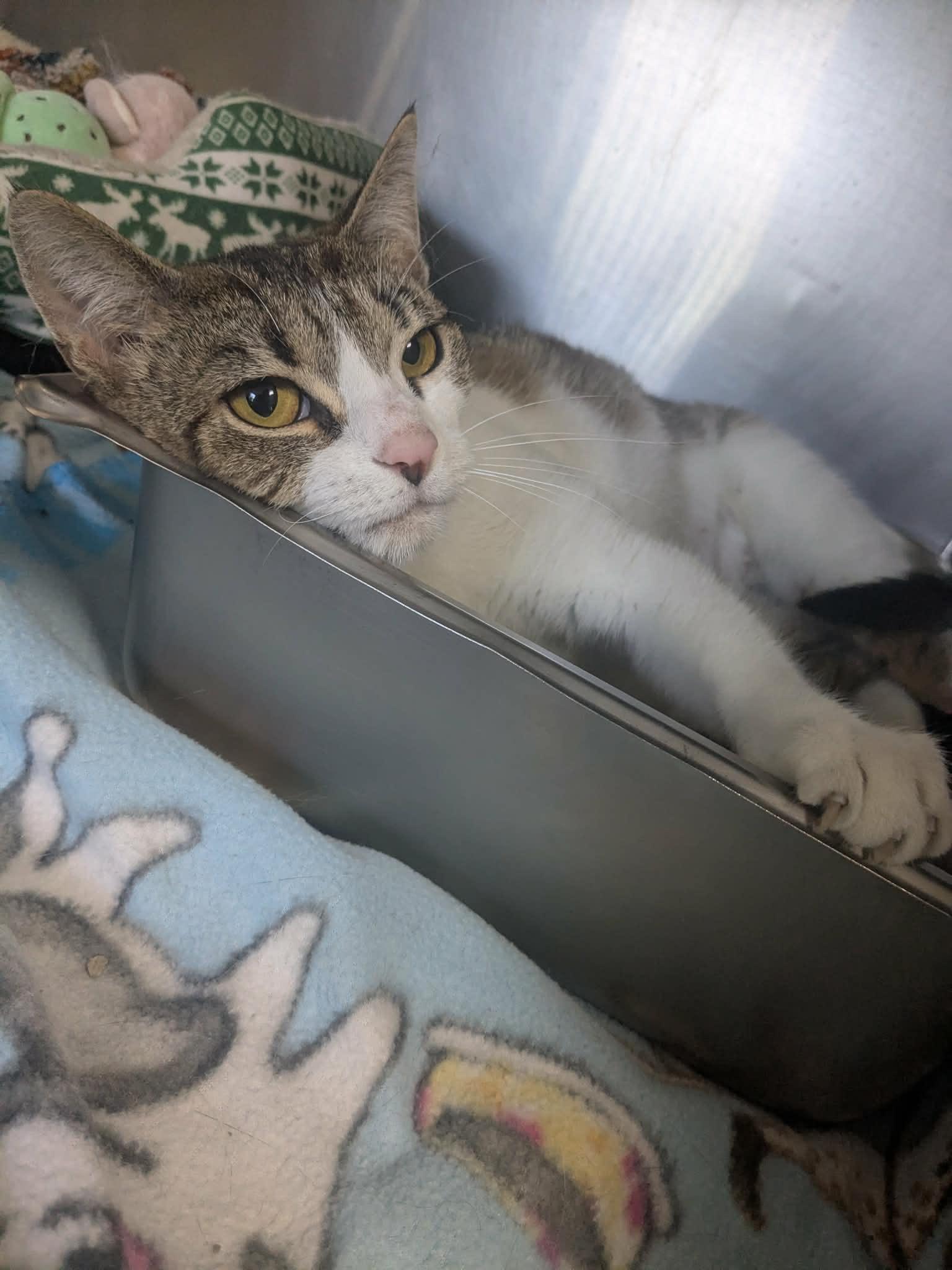 Enlarge Big Mama, a Adoptable Domestic Short Hair in Lock Haven, PA image 2/3