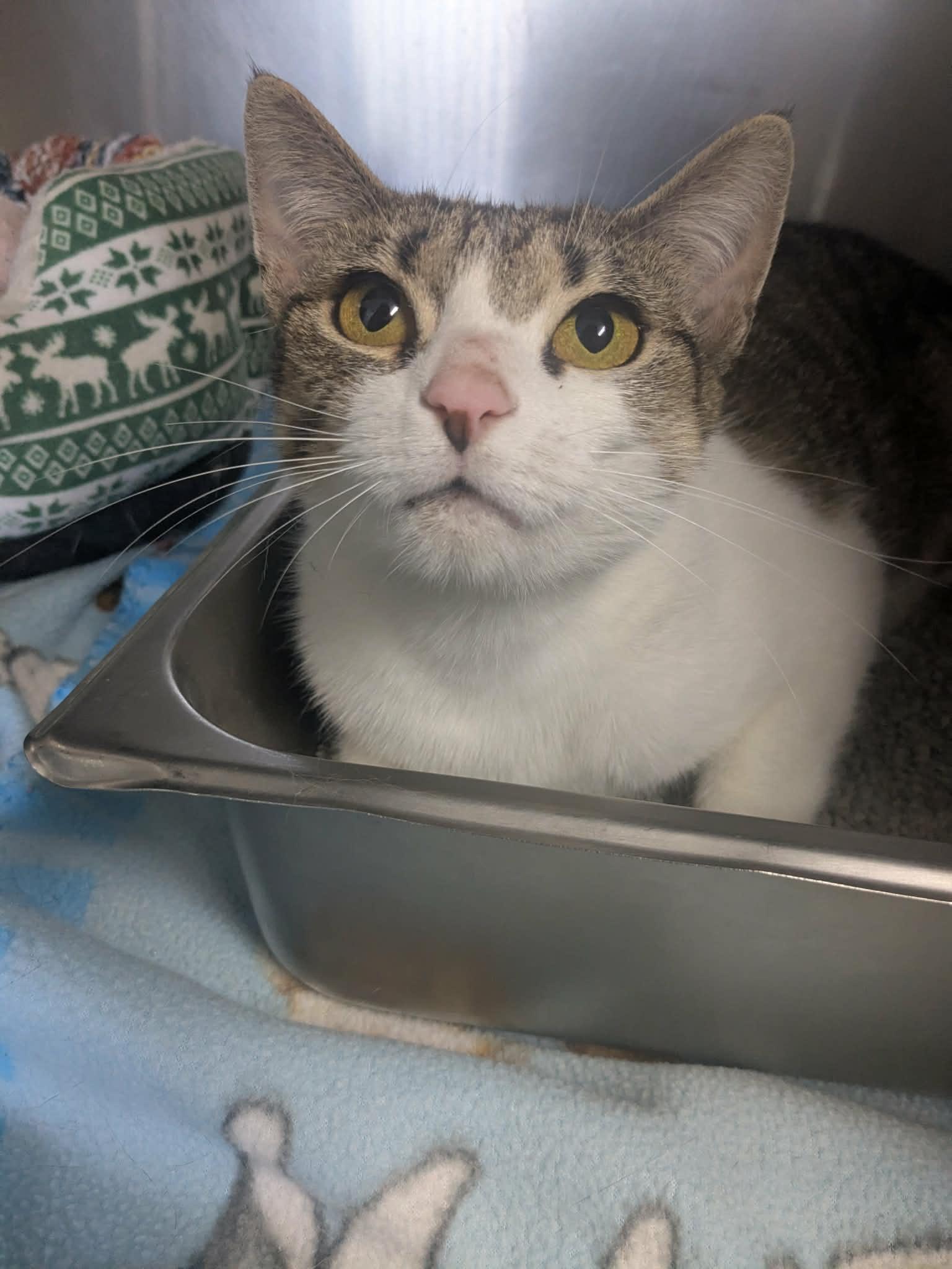Big Mama, Adoptable, Young Female Domestic Short Hair.