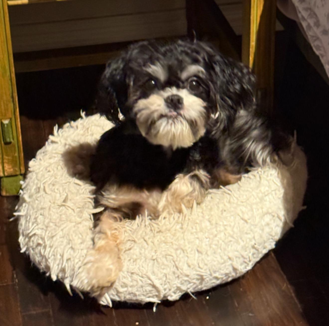 Enlarge Pepper, an adopted mixed breed in Glendora, CA image 6/6