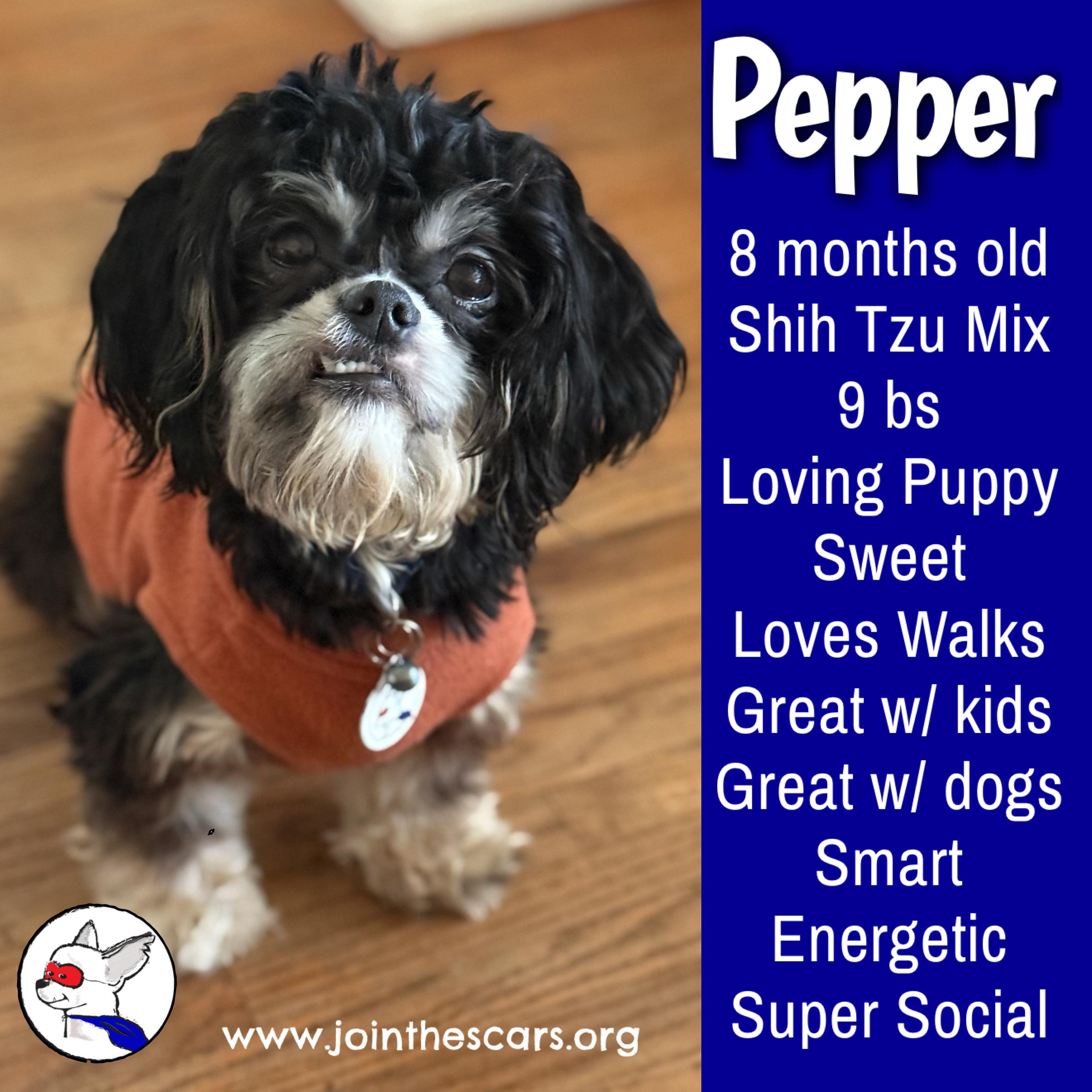 Pepper, ADOPTABLE, Young Male Shih Tzu.