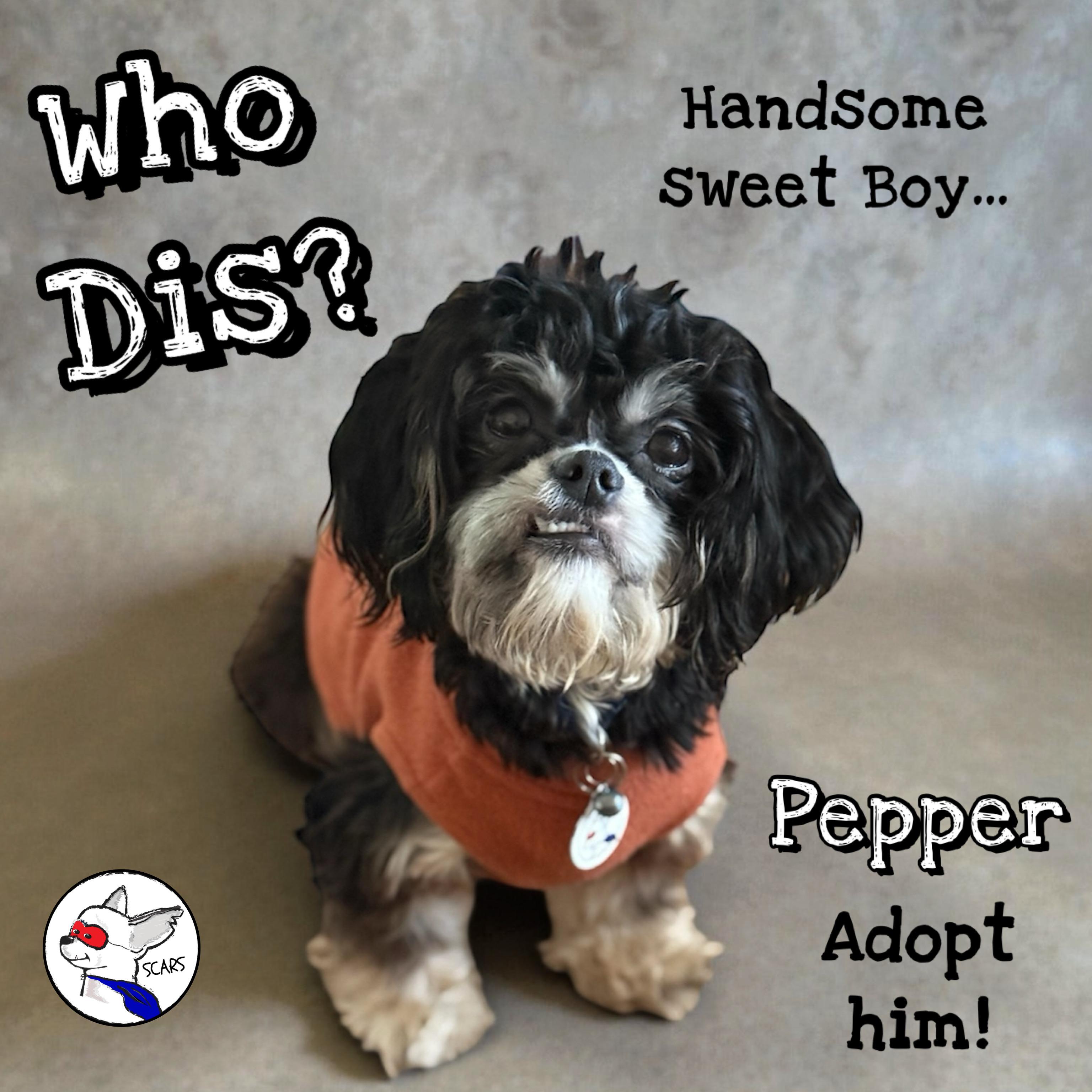 Enlarge Pepper, an adopted mixed breed in Glendora, CA image 5/6