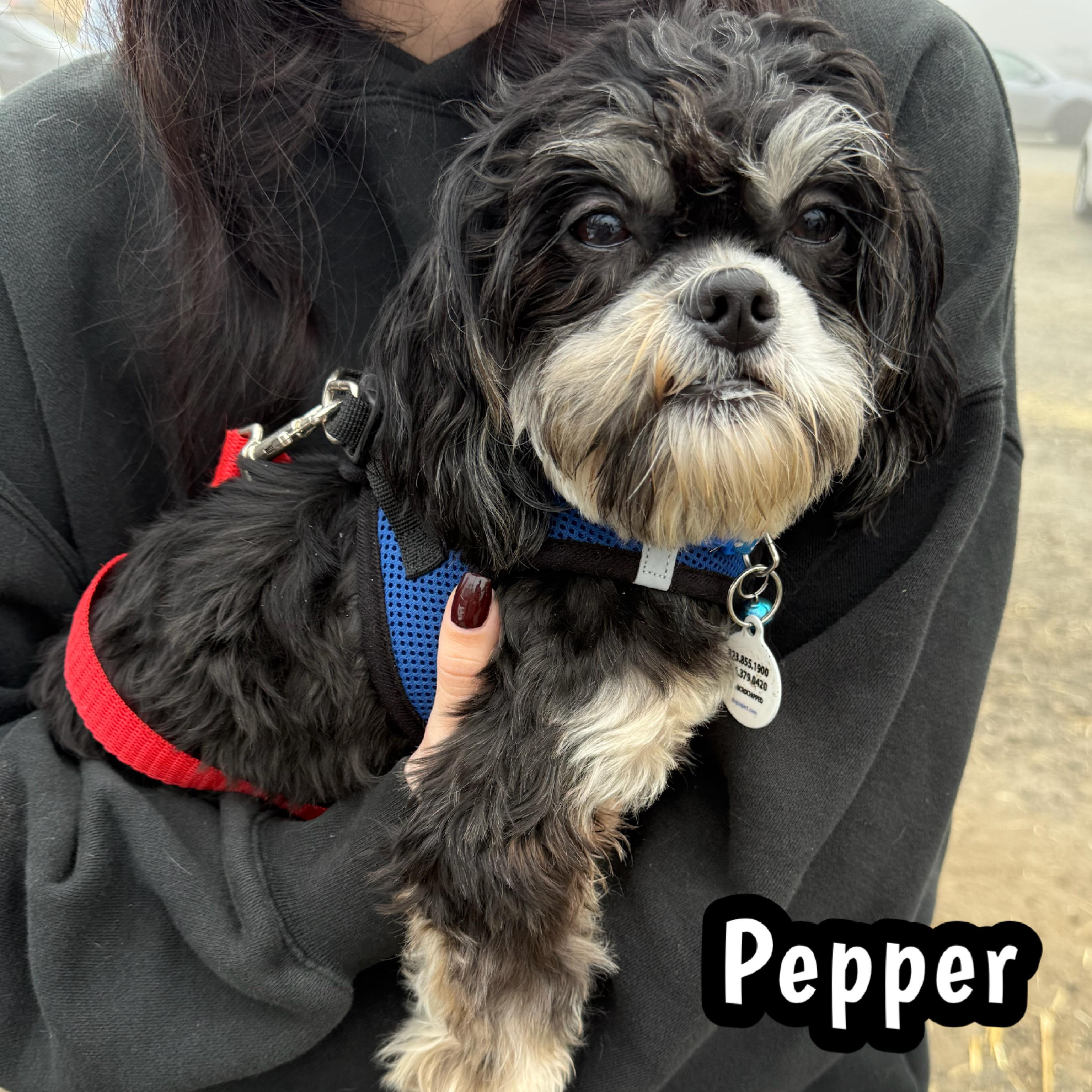 Enlarge Pepper, an adopted mixed breed in Glendora, CA image 3/6