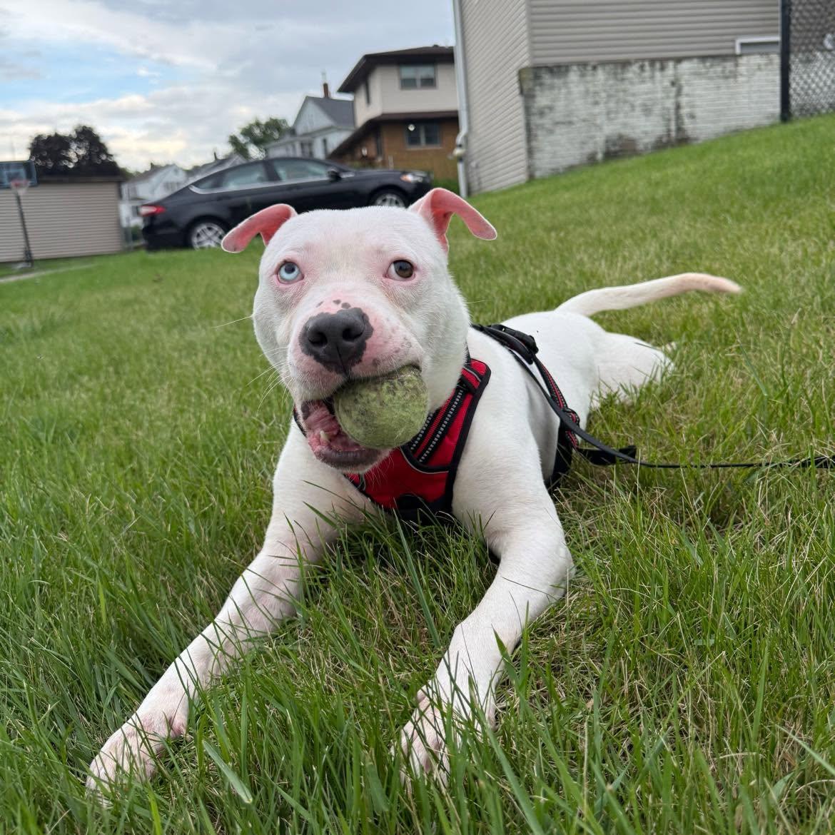 Enlarge Eno, a ADOPTABLE mixed breed in Dubuque, IA image 2/4