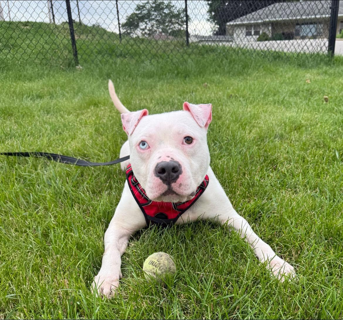 Enlarge Eno, a ADOPTABLE mixed breed in Dubuque, IA image 3/4