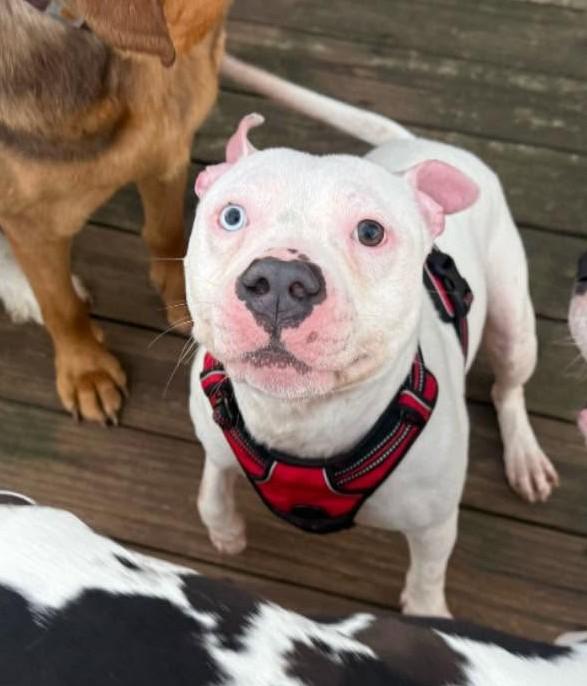 Eno, ADOPTABLE, Adult Male Mixed Breed & Pit Bull Terrier.