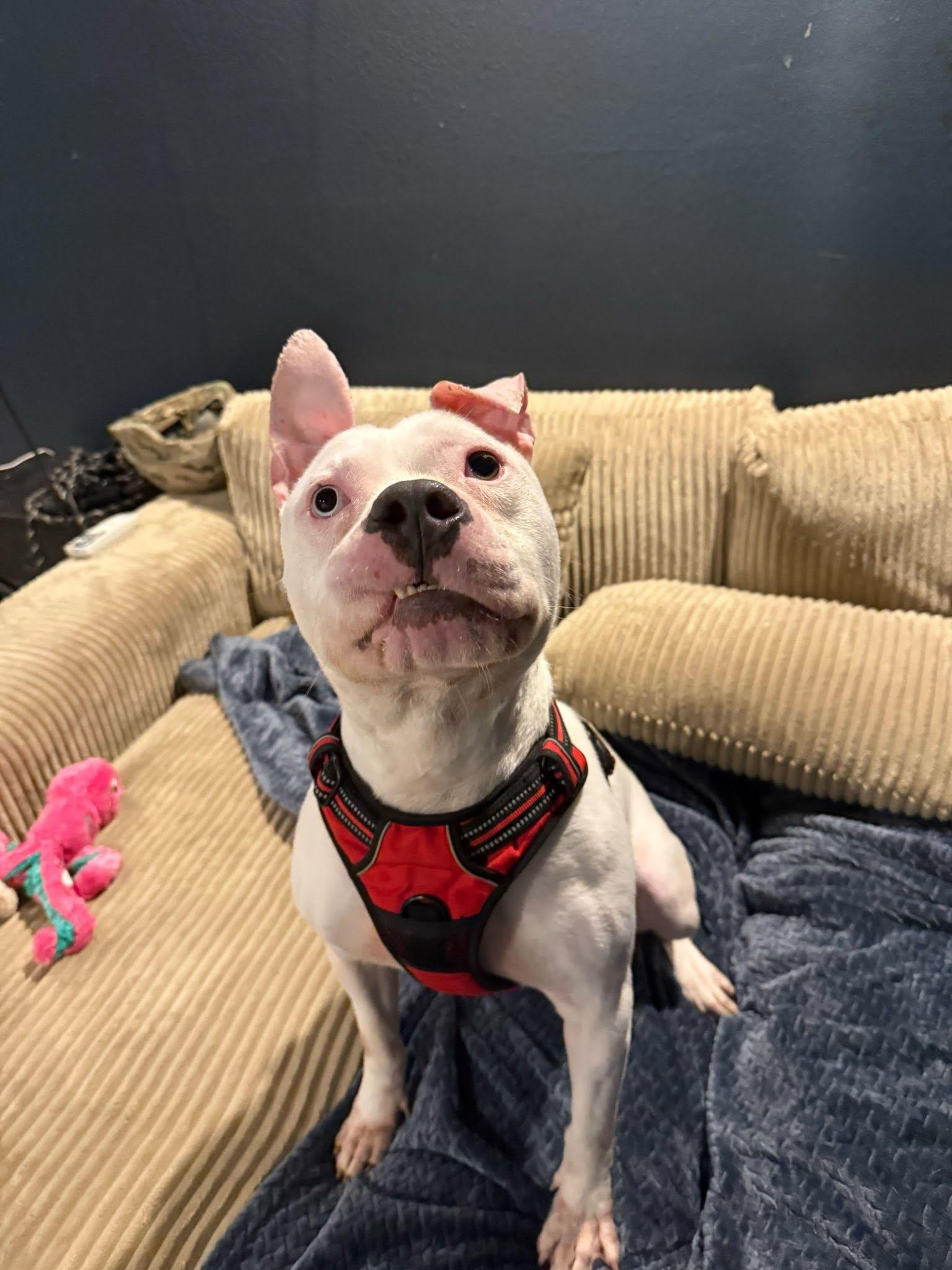 Enlarge Eno, a ADOPTABLE mixed breed in Dubuque, IA image 4/4