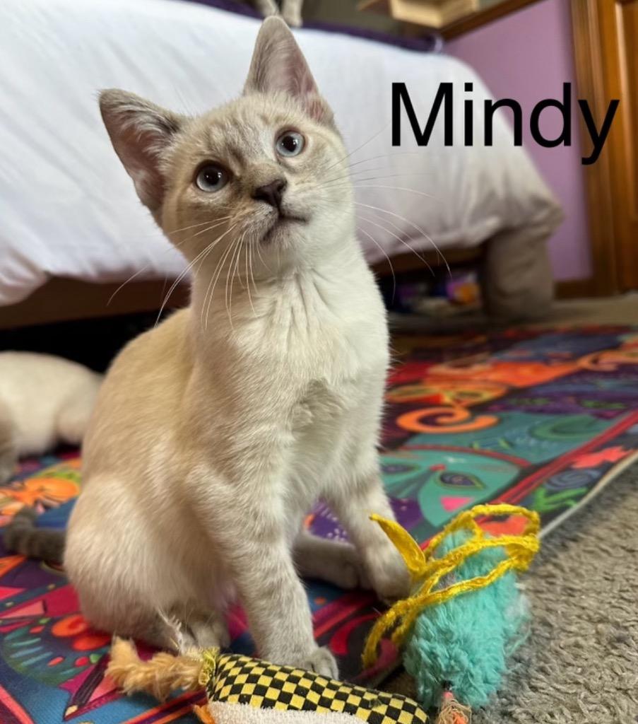 Mindy, Adopted, Young Female Domestic Short Hair.