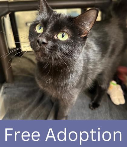 Flow, Adoptable, Adult Female Domestic Short Hair & Domestic Short Hair.