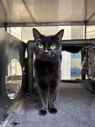 Enlarge Flow, a Adoptable Domestic Short Hair in Grapevine, TX image 2/3