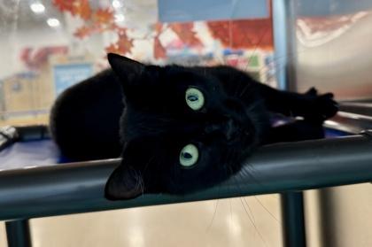 Enlarge Flow, a Adoptable Domestic Short Hair in Grapevine, TX image 3/3