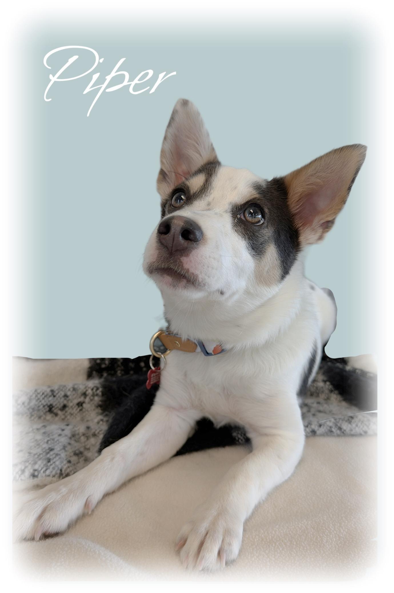 Piper, an adoptable mixed breed in Tulsa, OK image 3/6