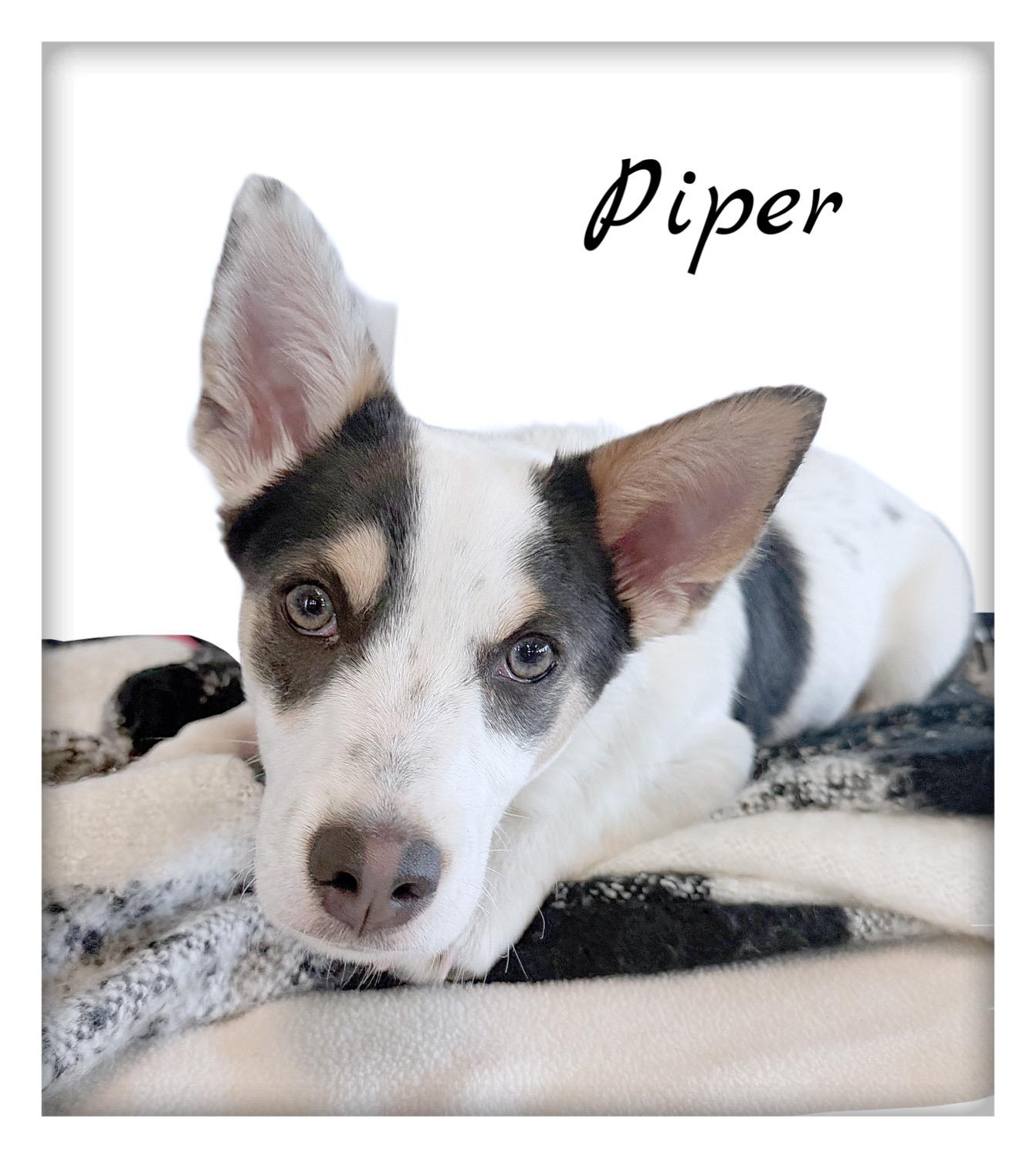 Piper, an adoptable mixed breed in Tulsa, OK image 5/6