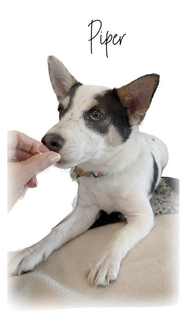 Piper, an adoptable mixed breed in Tulsa, OK image 2/6