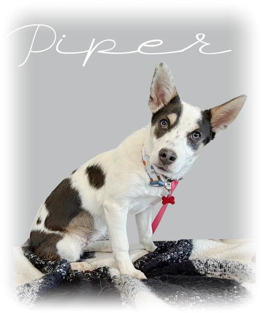Piper, an adoptable mixed breed in Tulsa, OK image 4/6