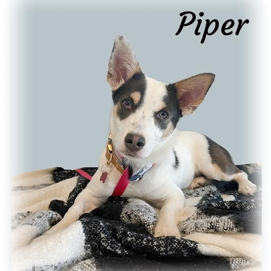 Piper, adoptable, Puppy Female Terrier.