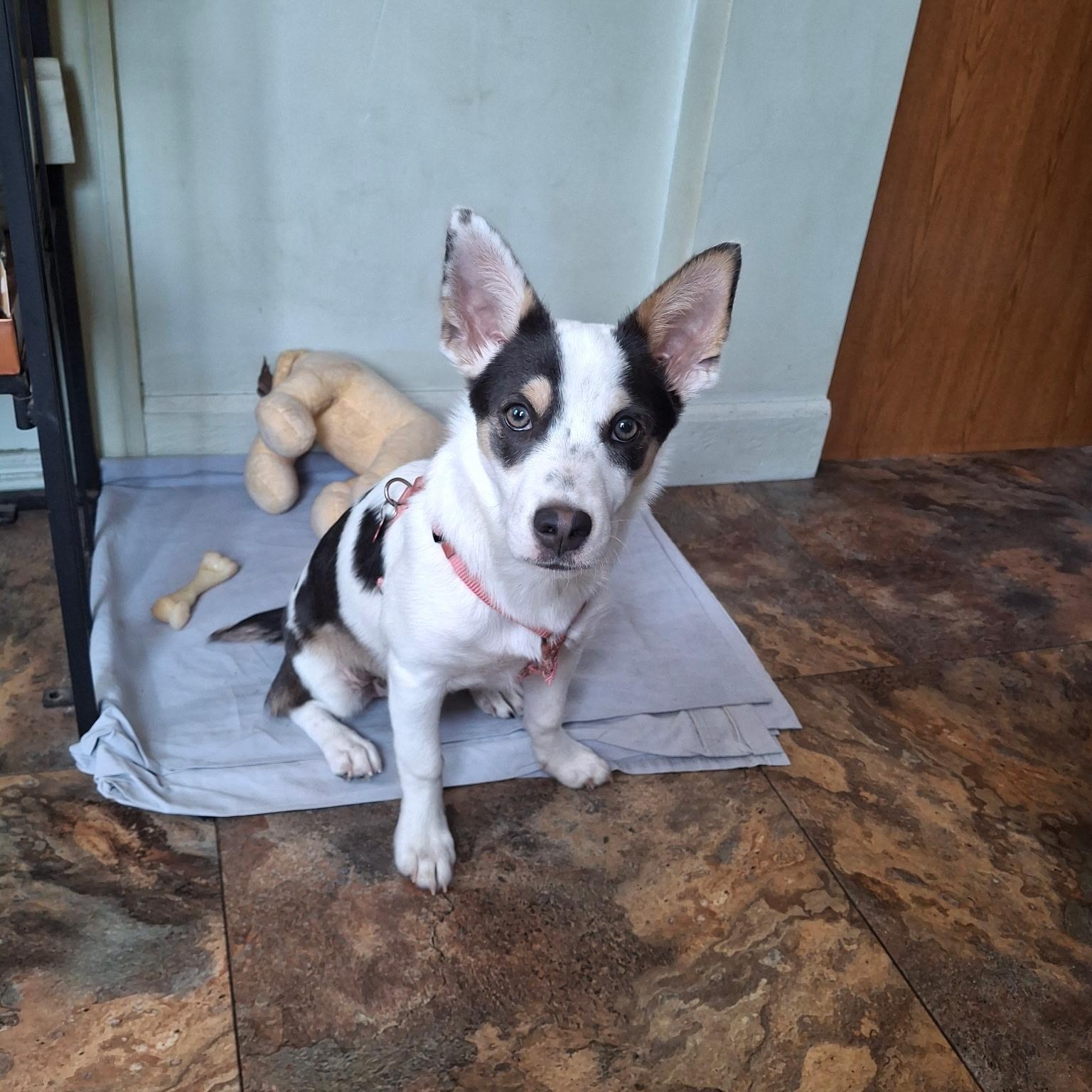 Piper, adoptable, Puppy Female Terrier.
