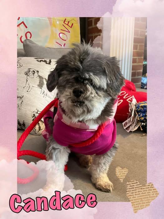 Enlarge Candace, a ADOPTABLE mixed breed in Huntingdon, PA image 1/1