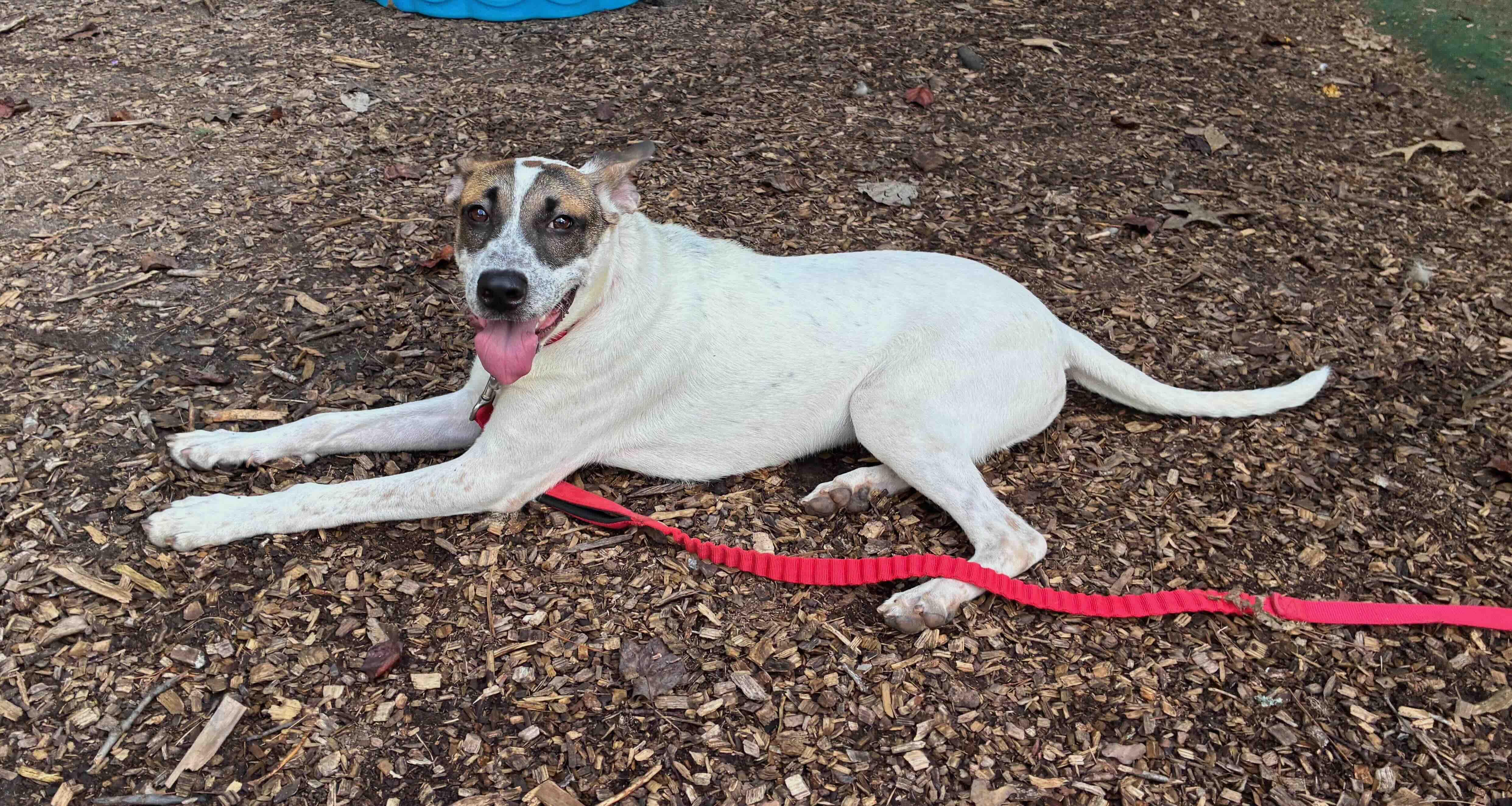 Enlarge Roosevelt, a Adoptable mixed breed in Cedarburg, WI image 4/6