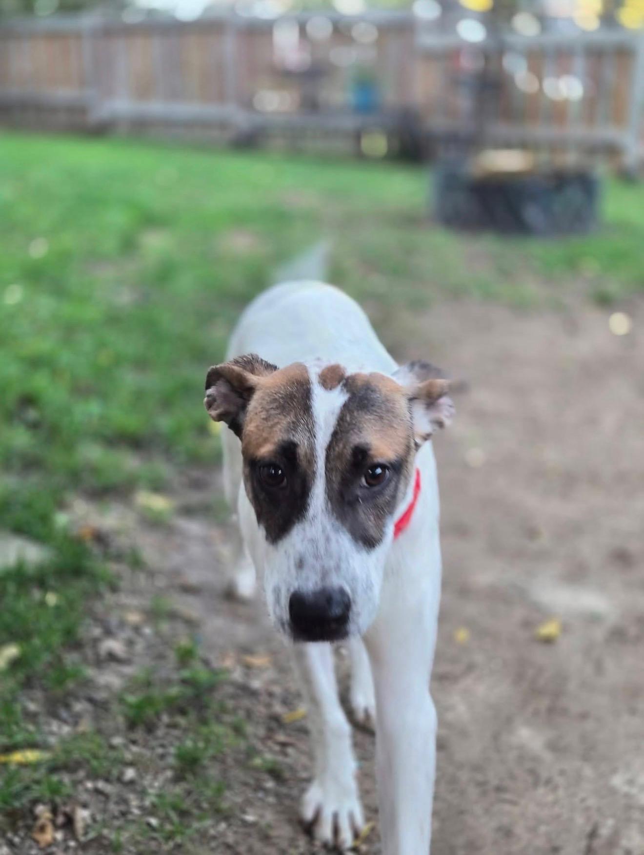 Enlarge Roosevelt, a Adoptable mixed breed in Cedarburg, WI image 6/6