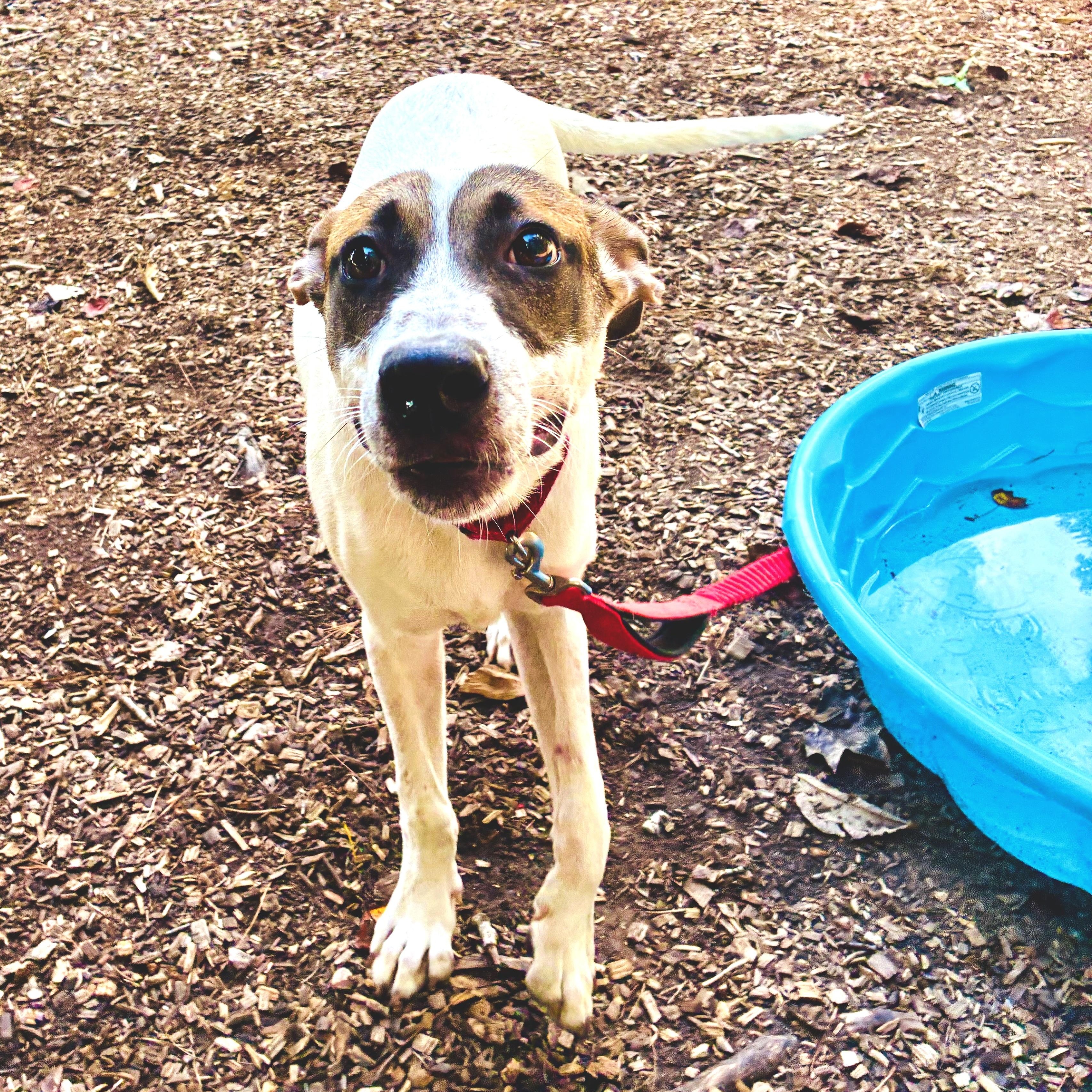 Enlarge Roosevelt, a Adoptable mixed breed in Cedarburg, WI image 3/6