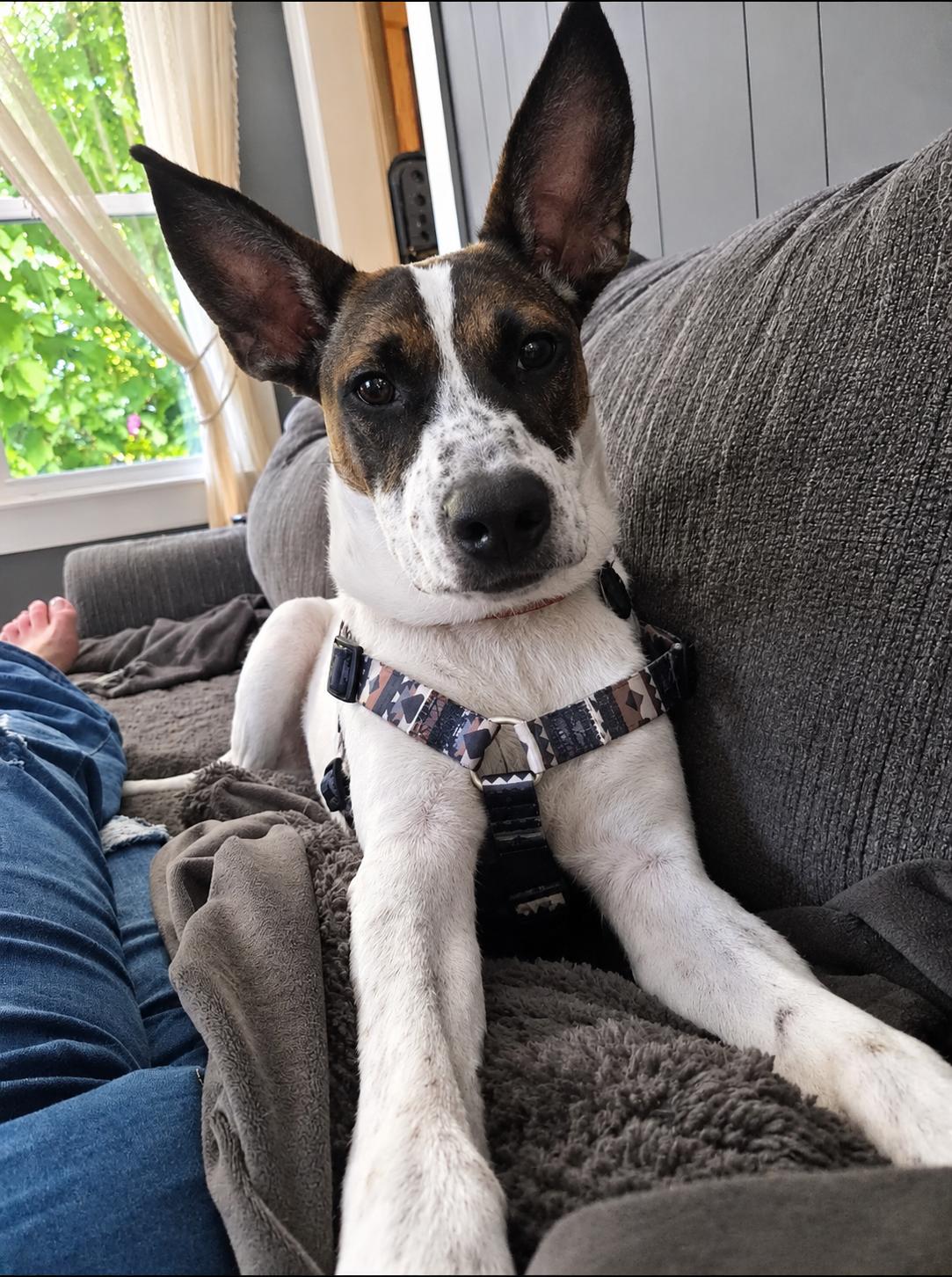 Enlarge Roosevelt, a Adoptable mixed breed in Cedarburg, WI image 1/6