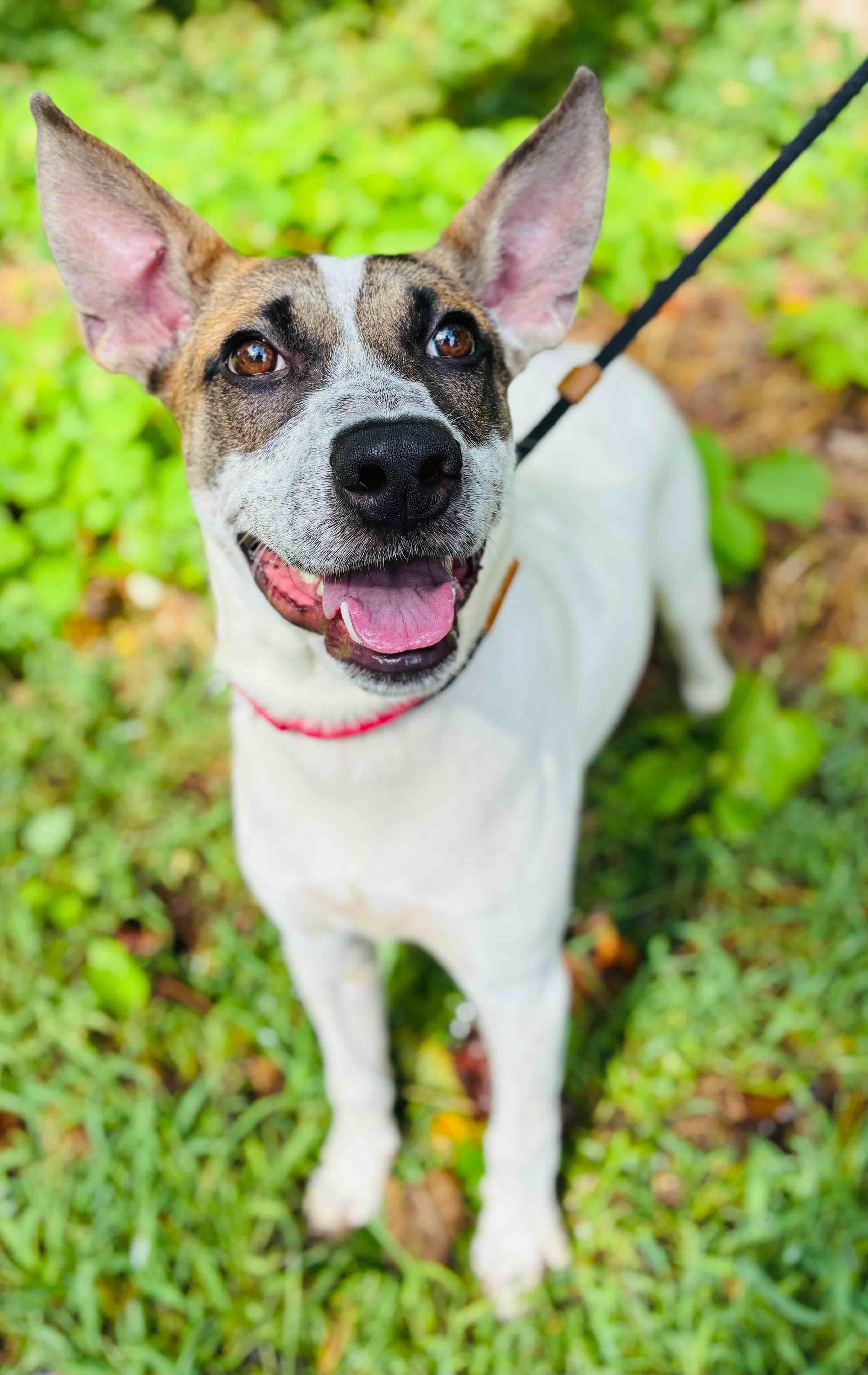 Enlarge Roosevelt, a Adoptable mixed breed in Cedarburg, WI image 2/6