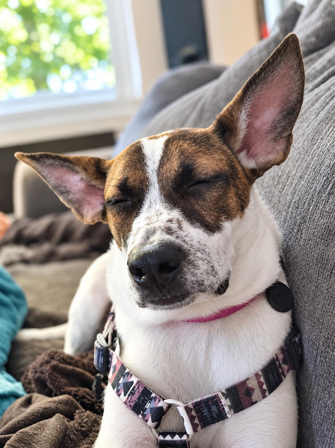 Enlarge Roosevelt, a Adoptable mixed breed in Cedarburg, WI image 5/6