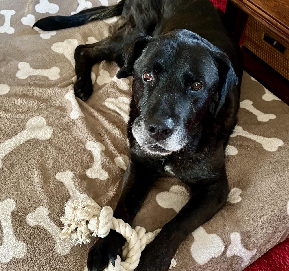 Rocky 34, an adopted Black Labrador Retriever in Killingworth, CT image 2/6