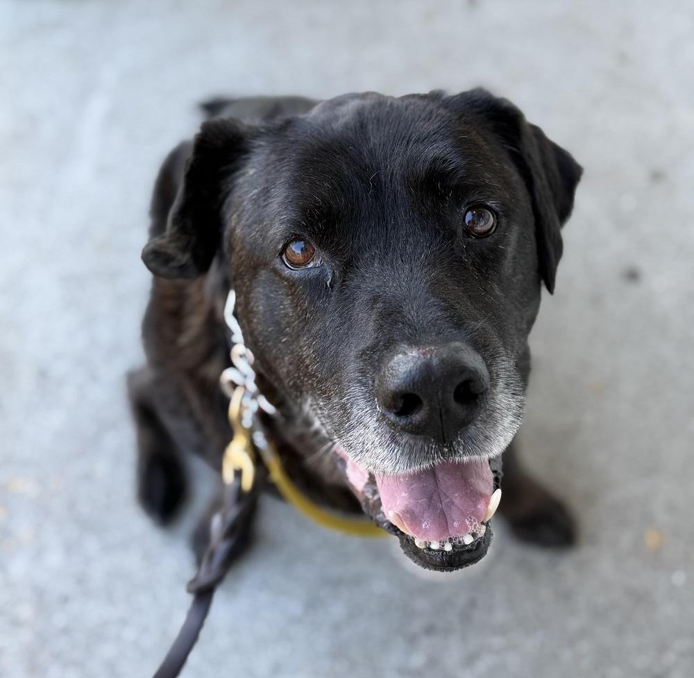 Rocky 34, adopted, Senior Male Black Labrador Retriever.