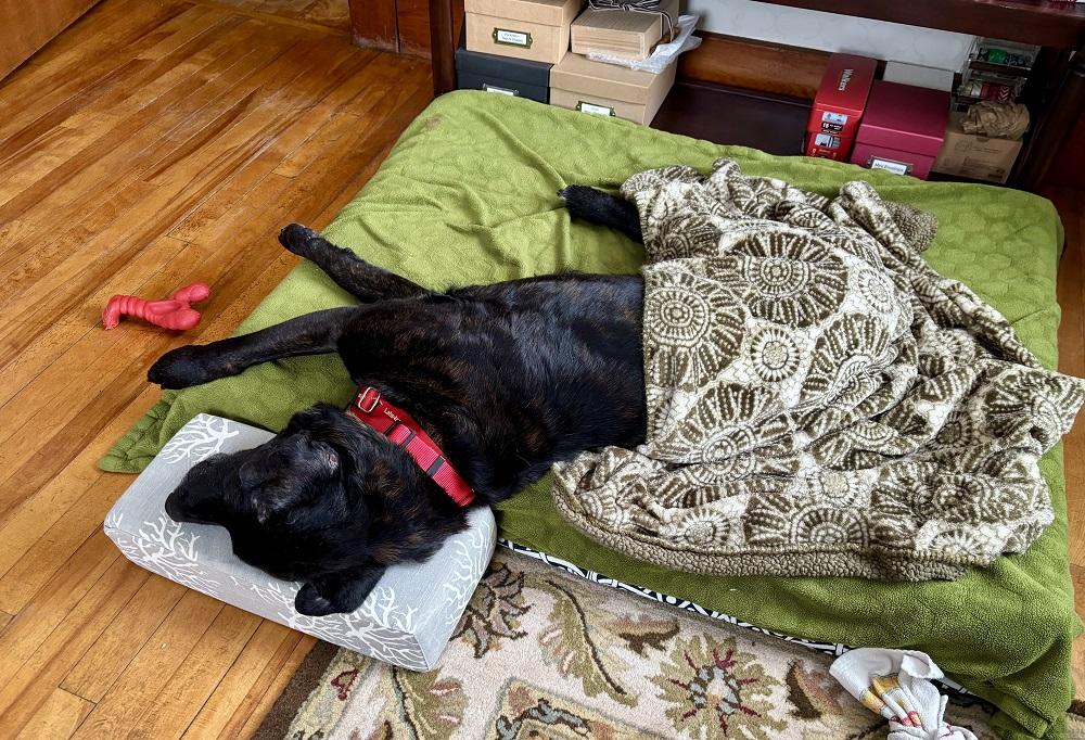 Rocky 34, an adopted Black Labrador Retriever in Killingworth, CT image 4/6