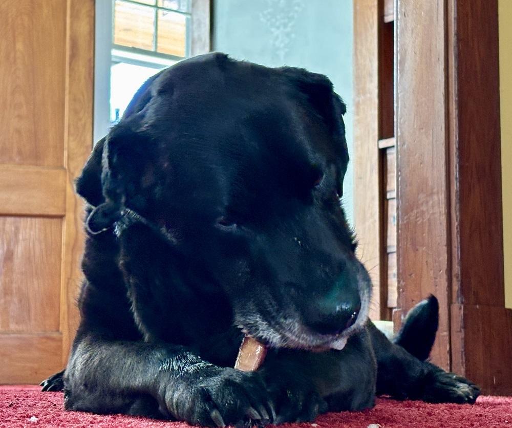 Rocky 34, an adopted Black Labrador Retriever in Killingworth, CT image 3/6