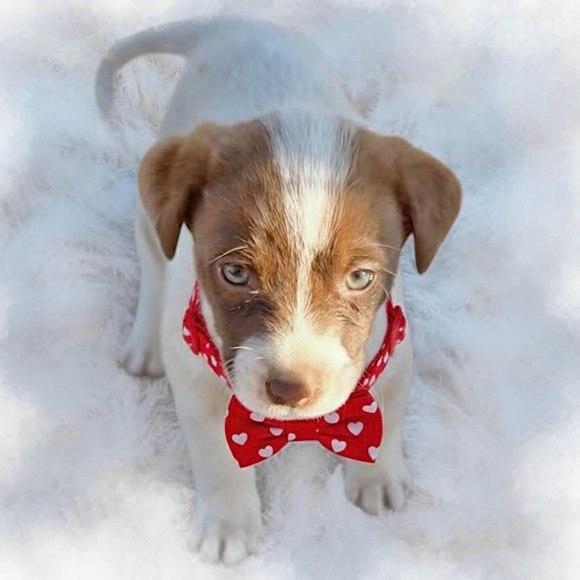 Sage, a Adopted mixed breed in Grand Bay, AL image 1/2