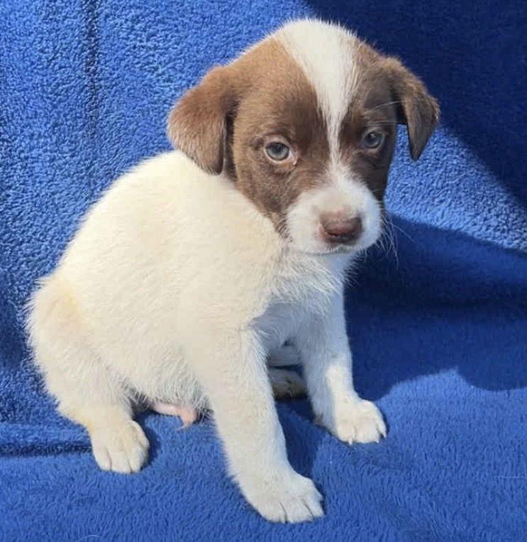 Sage, a Adopted mixed breed in Grand Bay, AL image 2/2