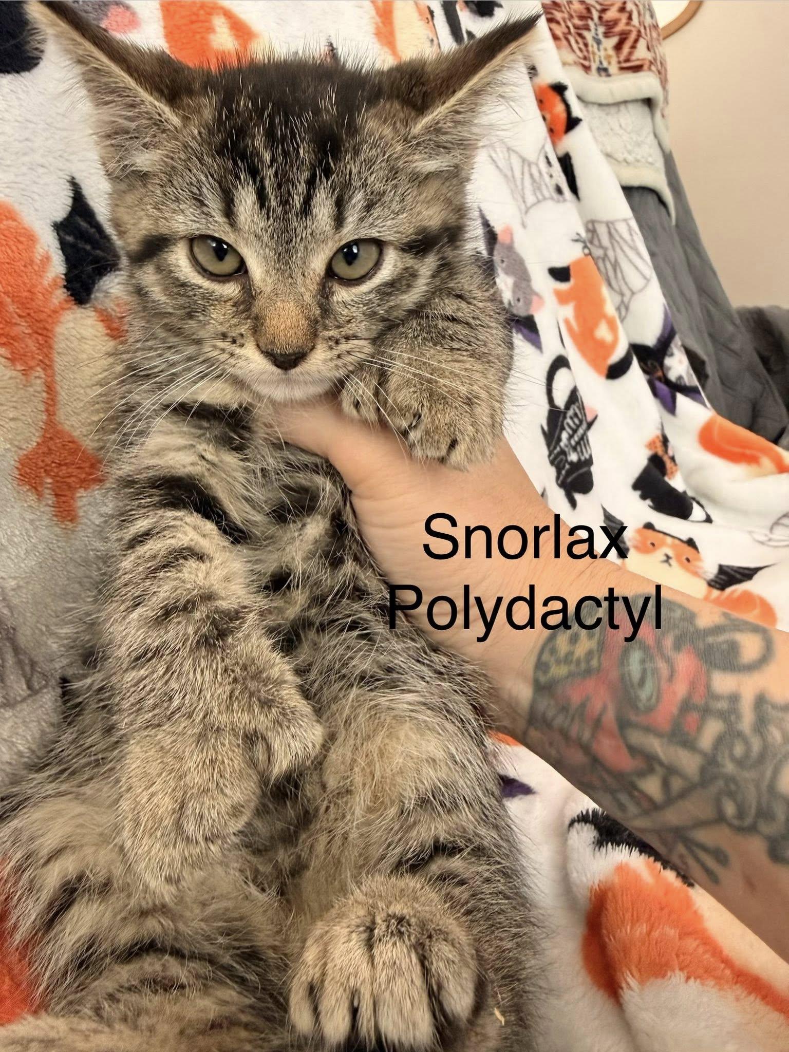 Enlarge Snorlax, a ADOPTABLE Extra-Toes Cat / Hemingway Polydactyl in Clarksville, TN image 3/3