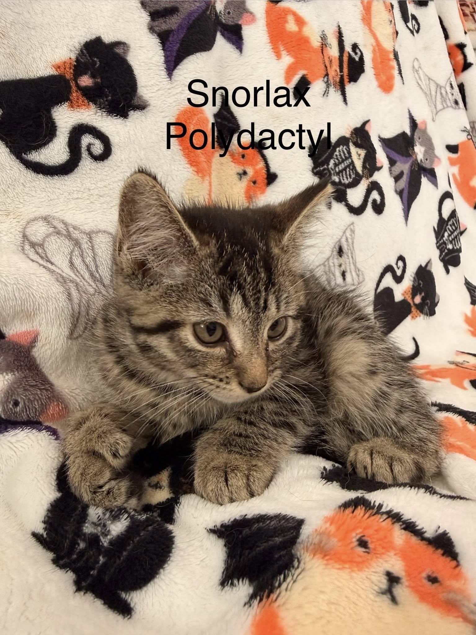 Enlarge Snorlax, a ADOPTABLE Extra-Toes Cat / Hemingway Polydactyl in Clarksville, TN image 2/3