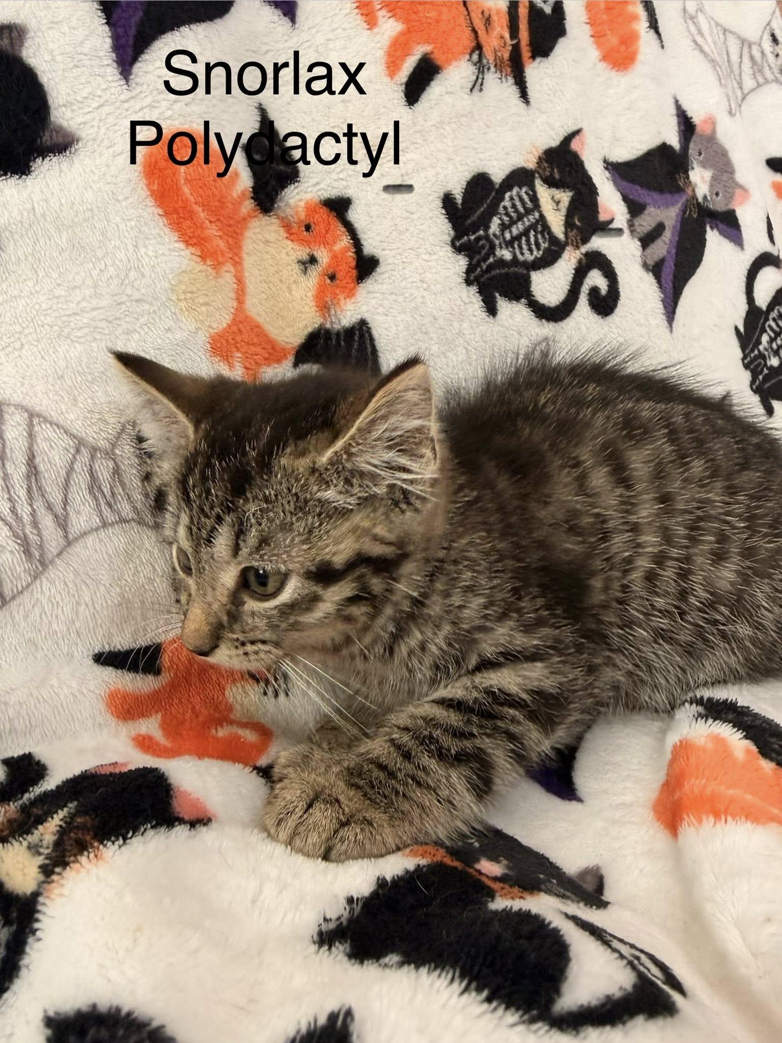 Snorlax, ADOPTABLE, Kitten Male Extra-Toes Cat / Hemingway Polydactyl.