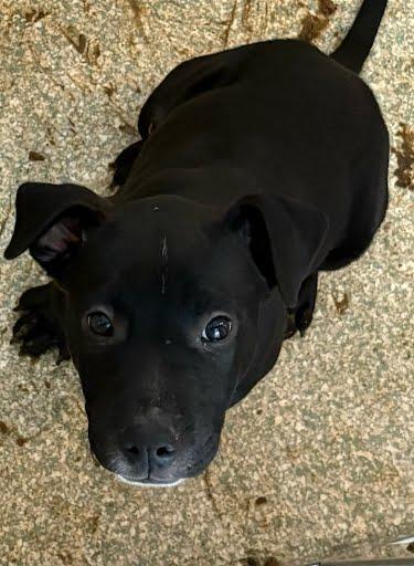 Enlarge Kirk, a Adoptable mixed breed in Washington, DC image 1/1