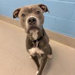 Enlarge Zeus, a Adoptable Mixed Breed in Hilliard, OH image 1/1