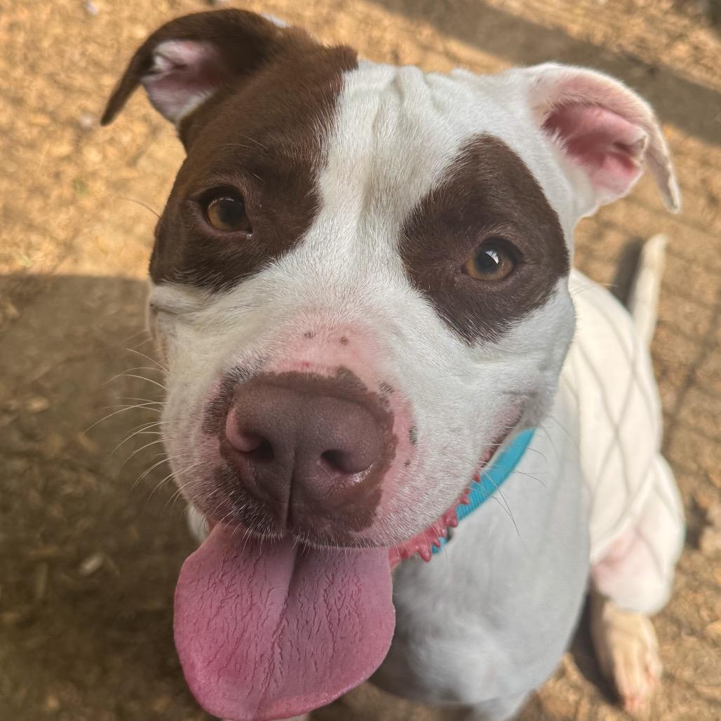 Skylar, Adoptable, Adult Female Pit Bull Terrier.