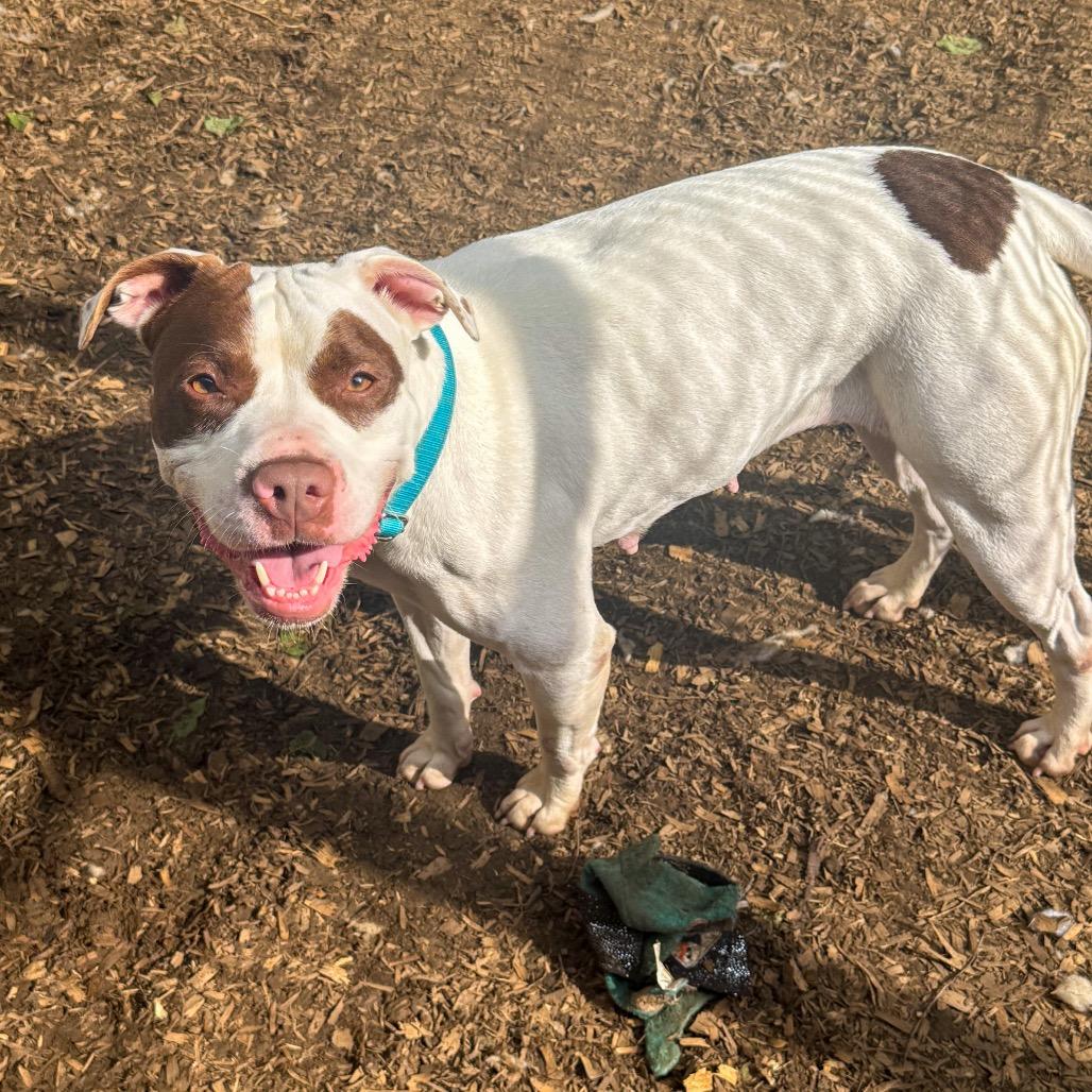 Enlarge Skylar, a Adoptable Pit Bull Terrier in Valparaiso, IN image 2/2