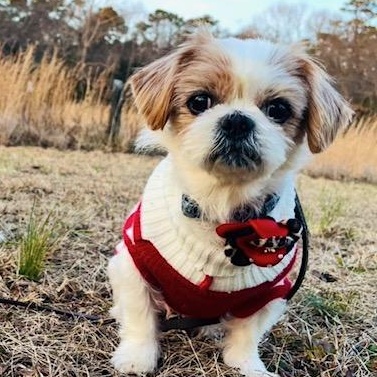 Guppy , an adopted mixed breed in Egg Harbor City, NJ image 2/3