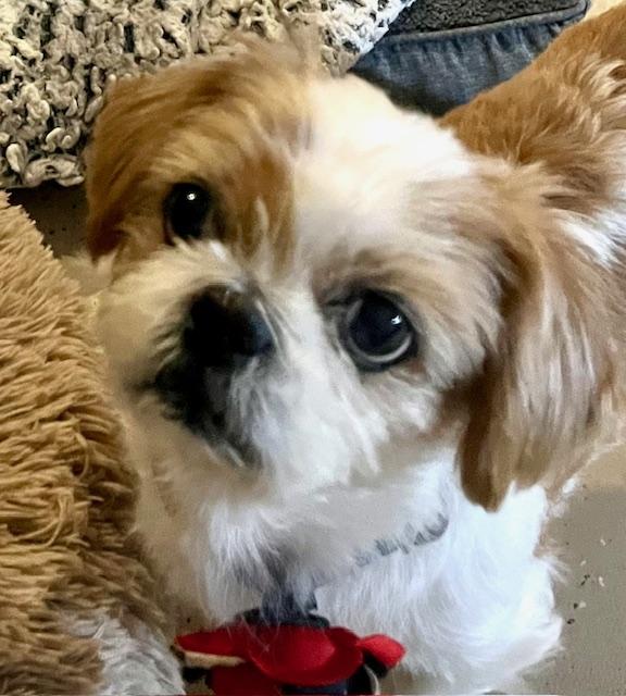 Guppy , adopted, Adult Female Shih Tzu & Pekingese.