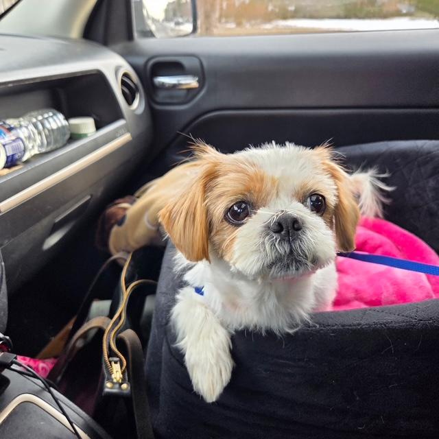 Guppy , an adopted mixed breed in Egg Harbor City, NJ image 3/3