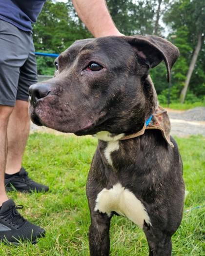 Enlarge Blaze, a Adoptable Mixed Breed in Hamilton, NJ image 2/2
